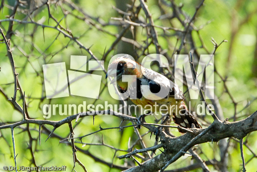 Haubenbartvogel (1 von 2).jpg